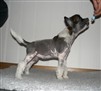 8 weeks