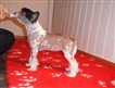 8 weeks