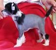 7 weeks