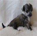 4 weeks