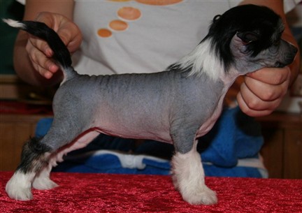 6,5 weeks
